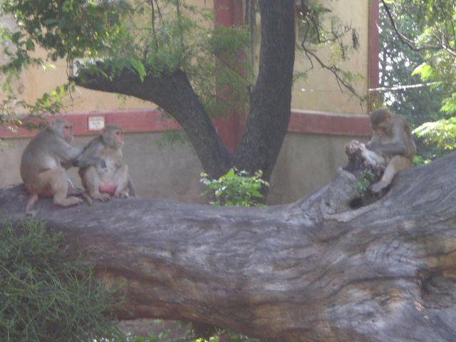 baby monkeys