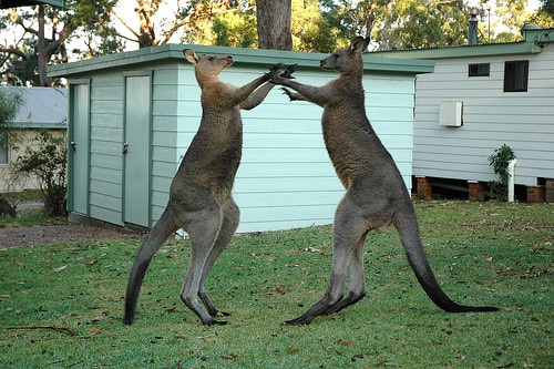 kangaroo fight