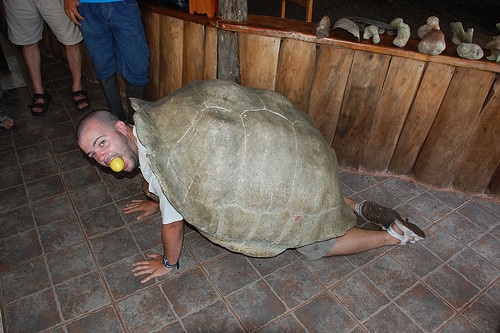 tortoise eating