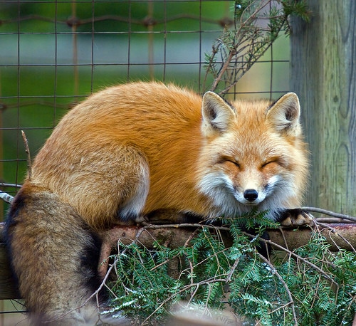 red fox sleeping