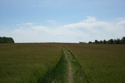 grass trail