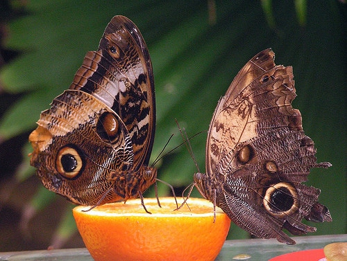 two brown butterflies