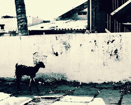 walking goat in front of wall