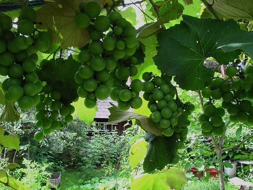 grapes on grapevine