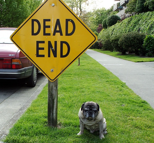 dog with dead end sign