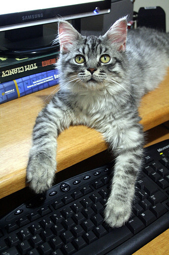 cat on keyboard