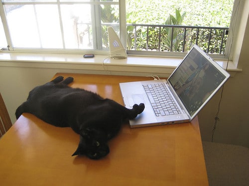 cat on laptop