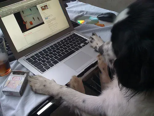 doggy hacker