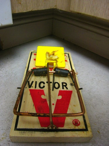 mouse trap