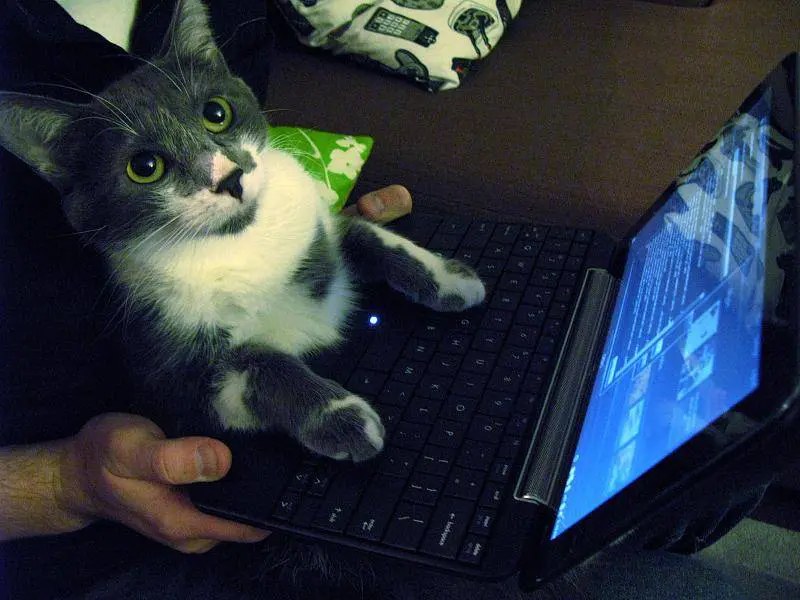 cat using netbook