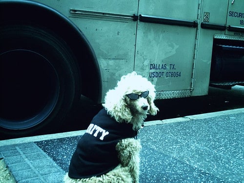 security dog