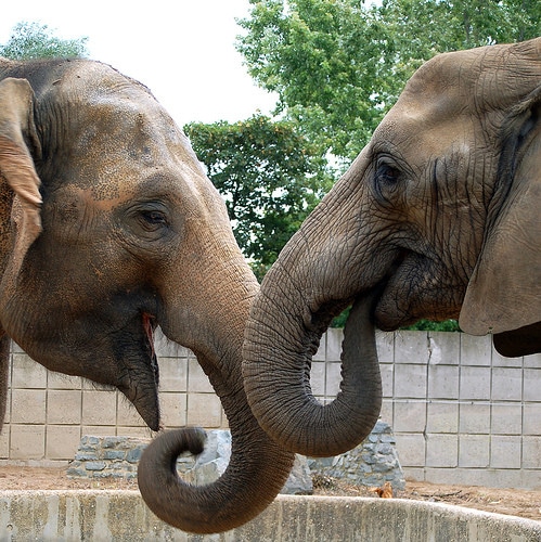elephants talking