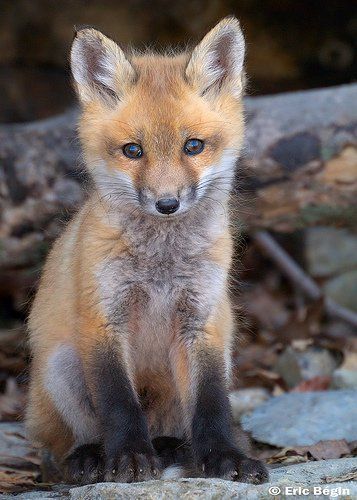 fox pup