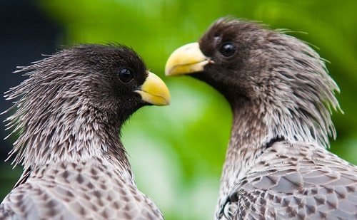 lotherton hall bird park