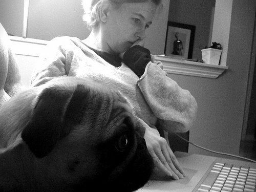 pug on computer