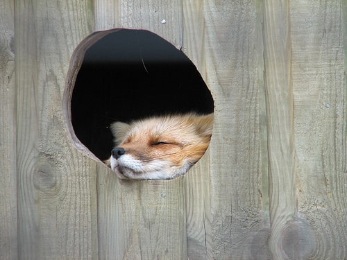 red fox sleeping