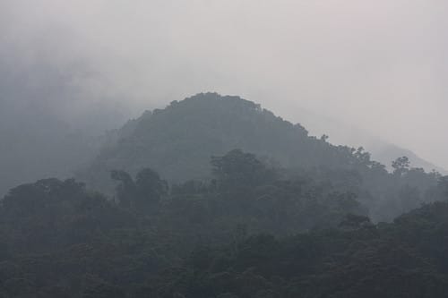 rwanda forest