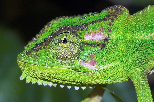 chameleon blending in