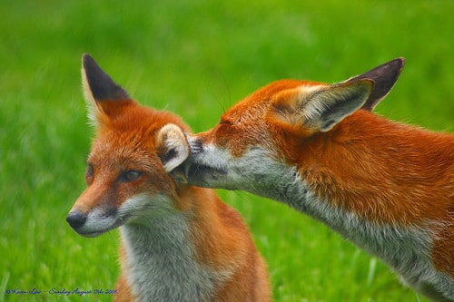 two foxes grooming