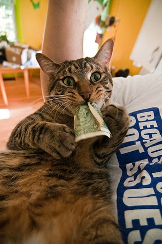 cat eating dollar bill