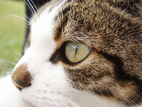 cat face closeup