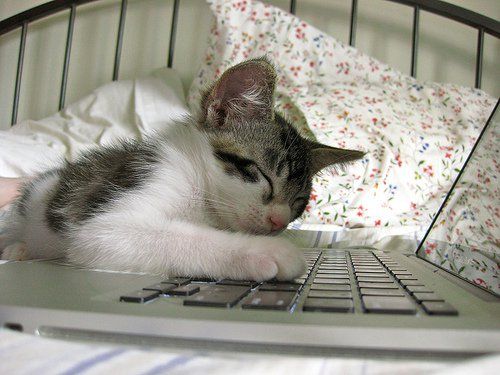 cat sleeping on laptop