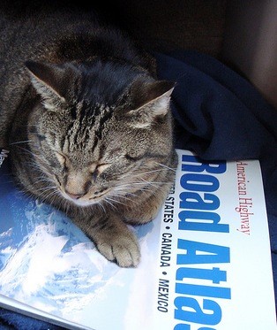 cat sleeping on road atlas