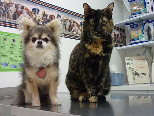 dog and cat at vet