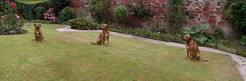 dog panorama