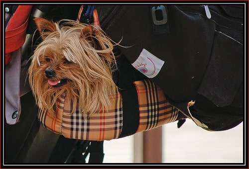 dog traveling in carrier