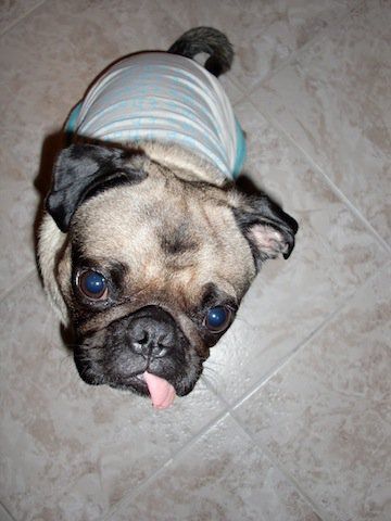 dressed up pug