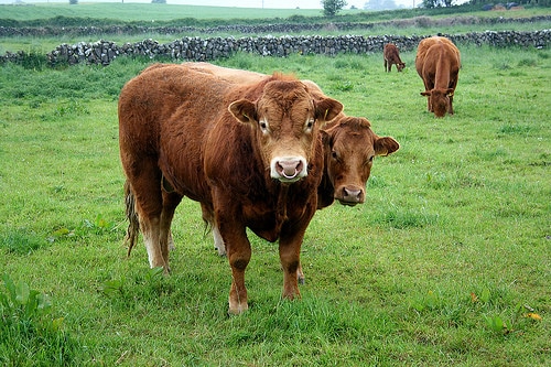 limoges cattle