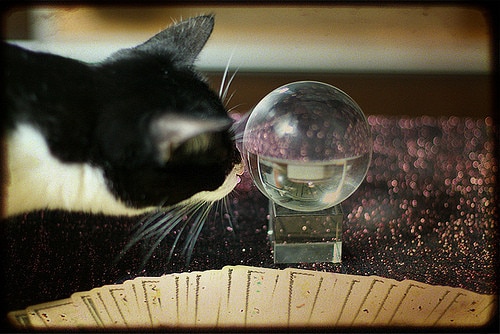 cat looking in crystal ball