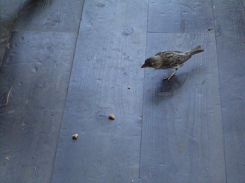 bird following breadcrumbs