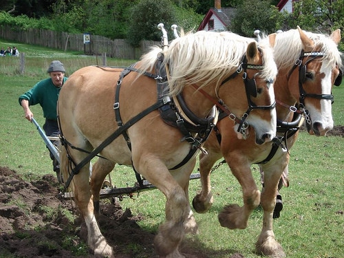 working horses