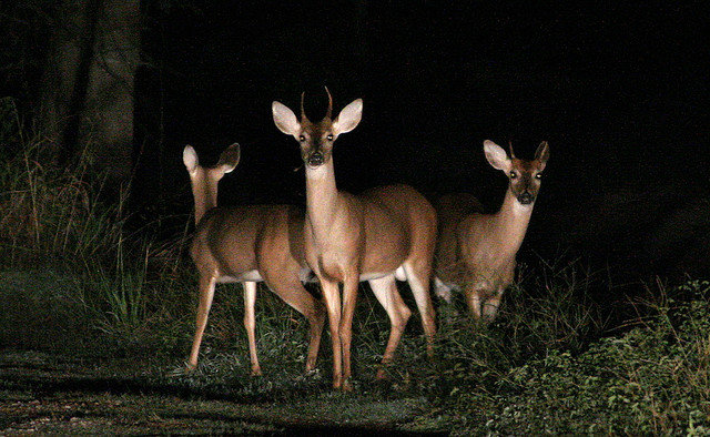 deer in headlights