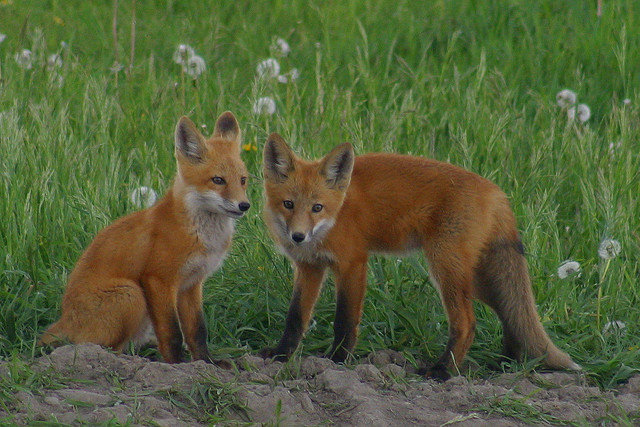 two fox kits