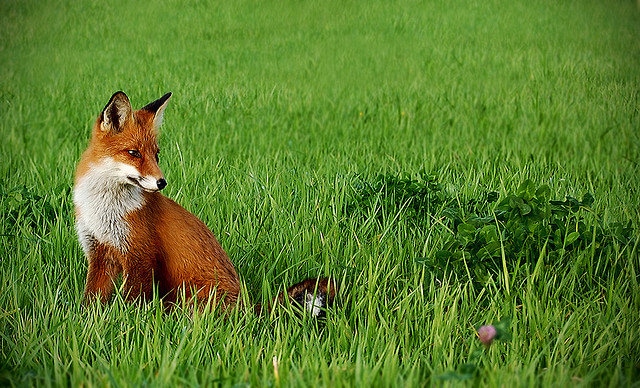 red fox in field