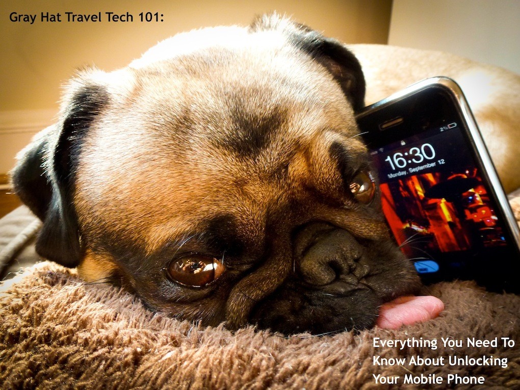 pug on phone