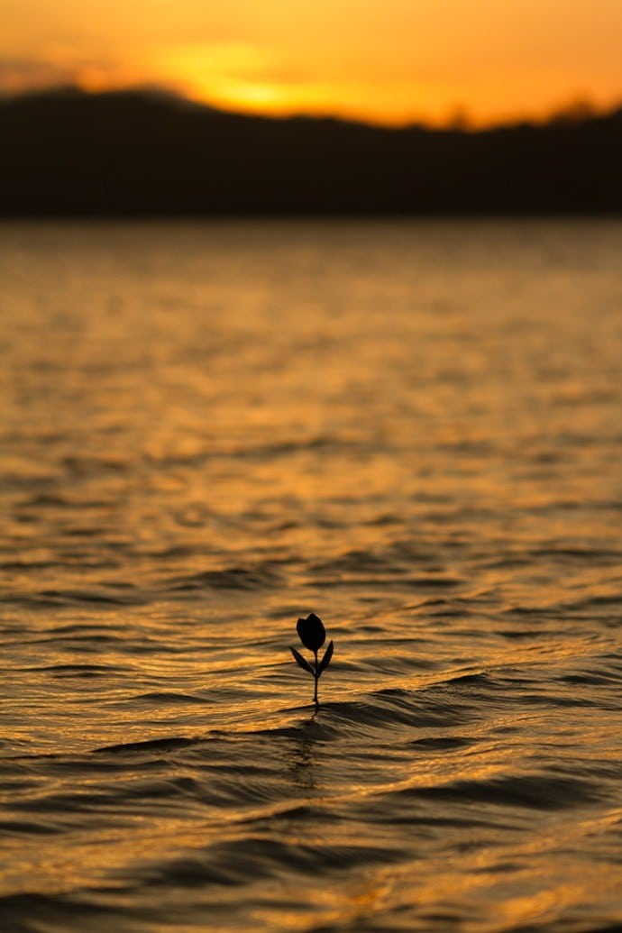 sunset mangrove Puerto Galera Philippines