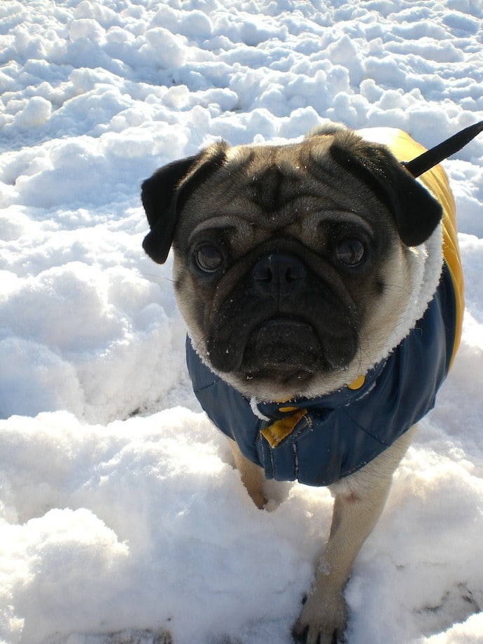 pug in winter jacket