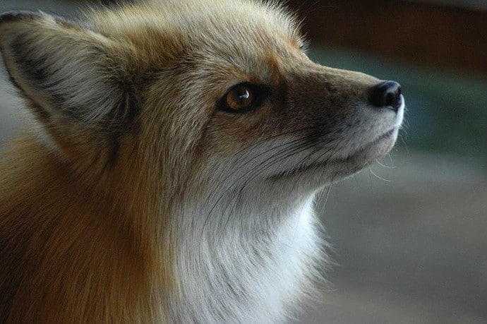 red fox