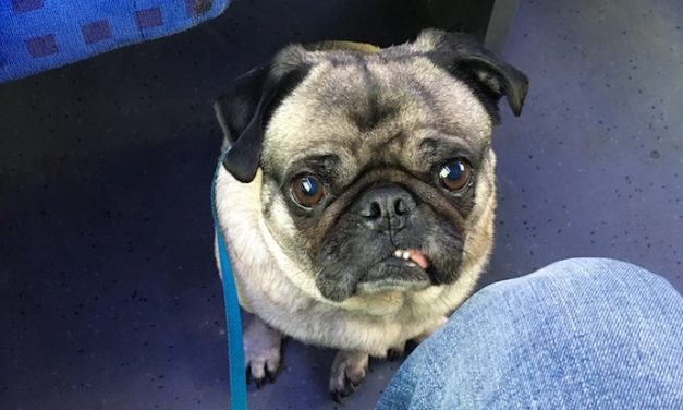 How To Fly With Your Dog And Make Sure You Both Have A Great Flight