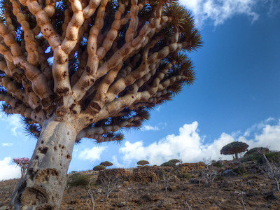 Is It Still Possible To Visit Socotra Island?